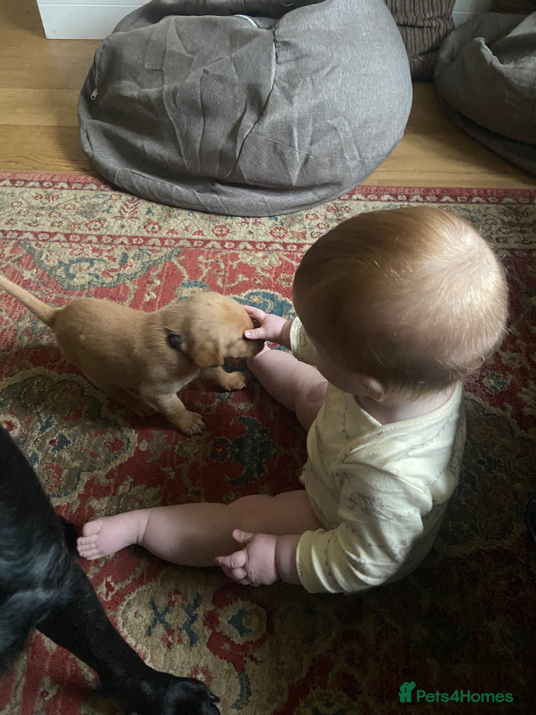 Labrador Retriever dogs for sale: Labrador Puppys ready for homes now - Advert 7