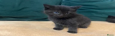 Mixed Breed Kitten 2