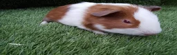 Guinea Pig rodents for sale: Abyssinian boys and pet boys  - Advert 10