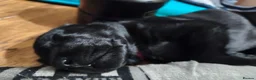 Labrador Retriever dogs for sale: Labrador Puppies Black & Chocolate Ready 31st Oct - Advert 7