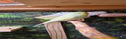 Budgerigars birds for sale: Two budgerigars for sale. - Advert 7