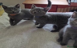 British Shorthair cats for sale: British Blue shorthair kittens £400 - Image 30