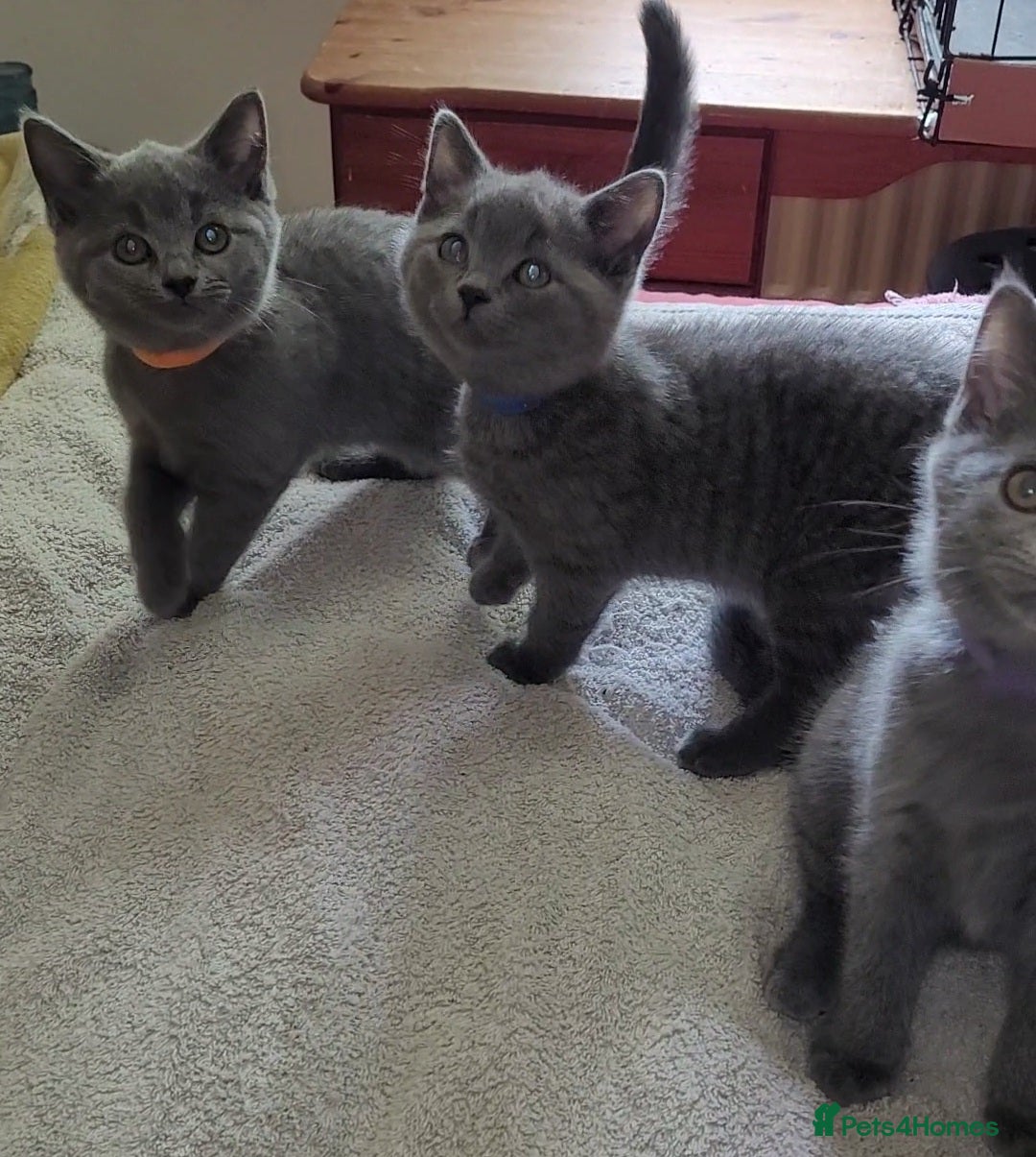 British Shorthair cats for sale: British Blue shorthair kittens £400 - Image 30