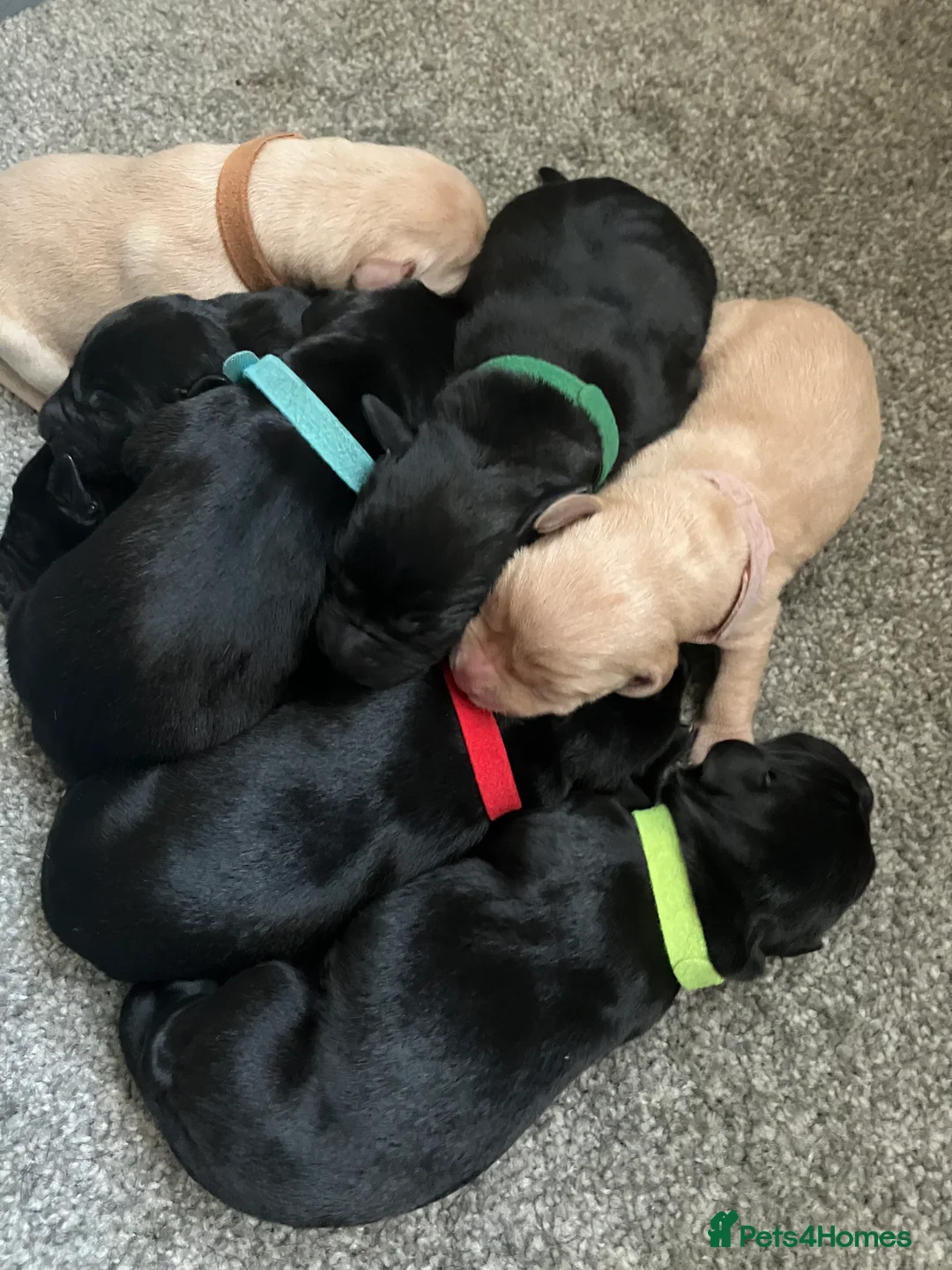 Labrador Retriever dogs for sale: KC registered Labrador puppies - Advert 2