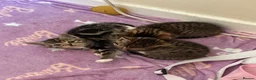 Mixed Breed cats for sale: Beautiful kittens  in Ipswich - Advert 14