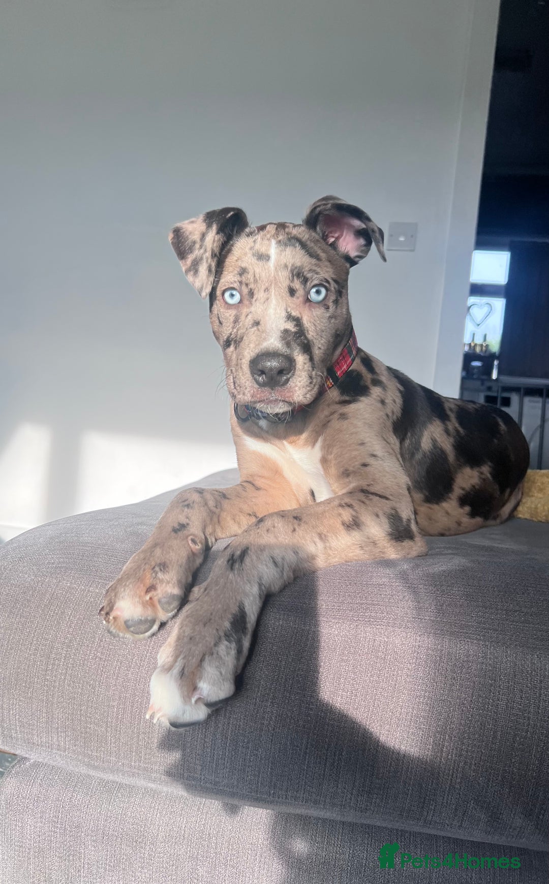 Mixed Breed dogs for sale: Mixed Breed merl Girl - Advert 6