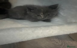 Mixed Breed cats for sale: Bsh x maincoon kittens - Advert 13