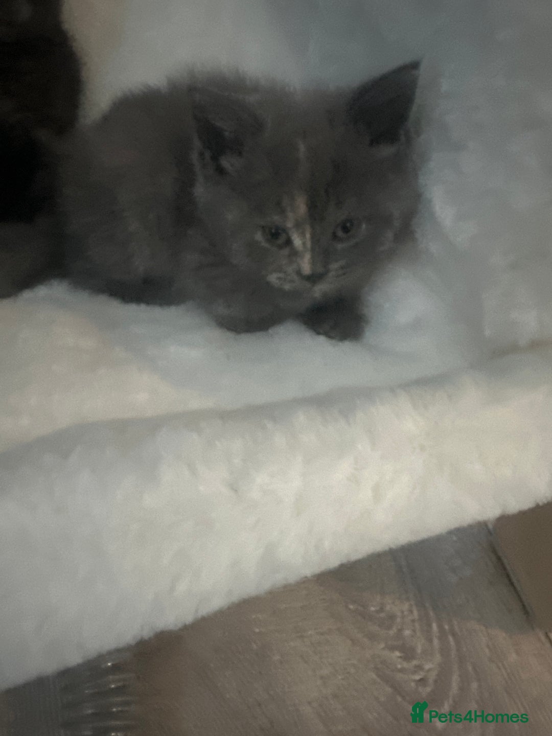 Mixed Breed cats for sale: Bsh x maincoon kittens - Advert 13