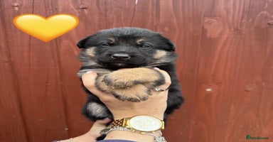 German Shepherd dogs - Advert 11