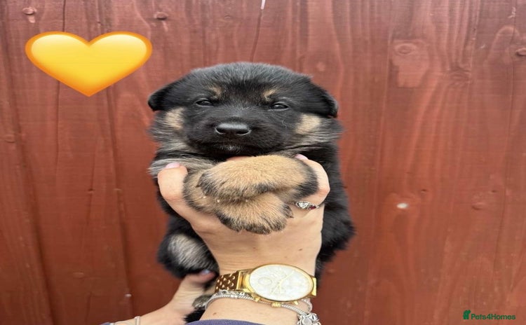 German Shepherd dogs - Advert 2