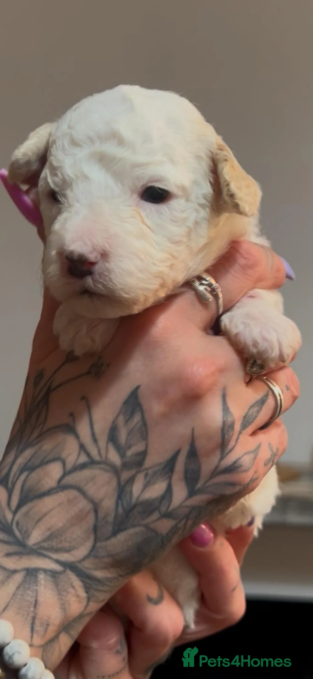 Cockapoo dogs for sale: 7 beautiful tiny cockapoos with the merle gene. - Advert 12