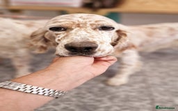 English Setter dogs for adoption: Dina  - Image 1