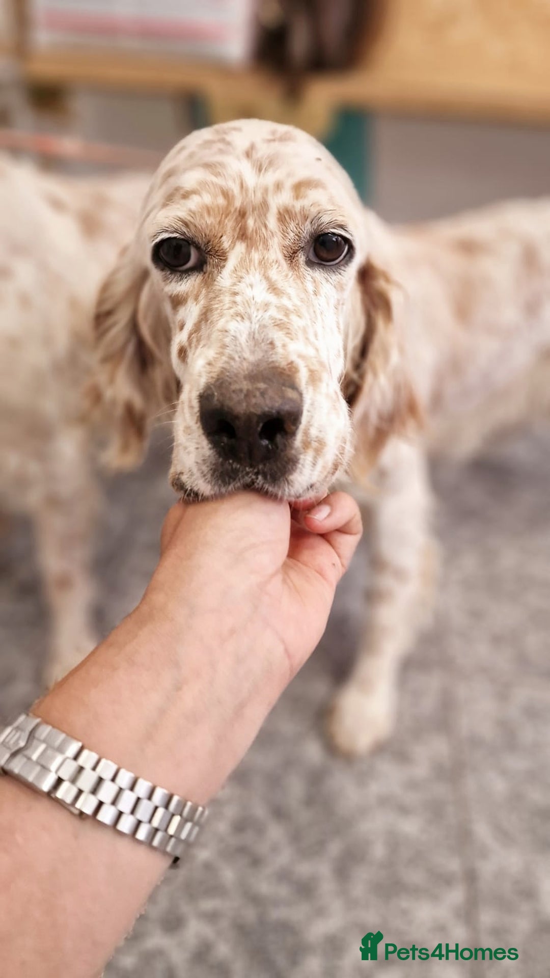 English Setter dogs for adoption: Dina  - Image 1