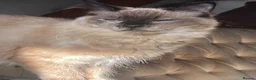 Ragdoll cats for sale: 4 Beautiful and Playful Ragdolls - Advert 8