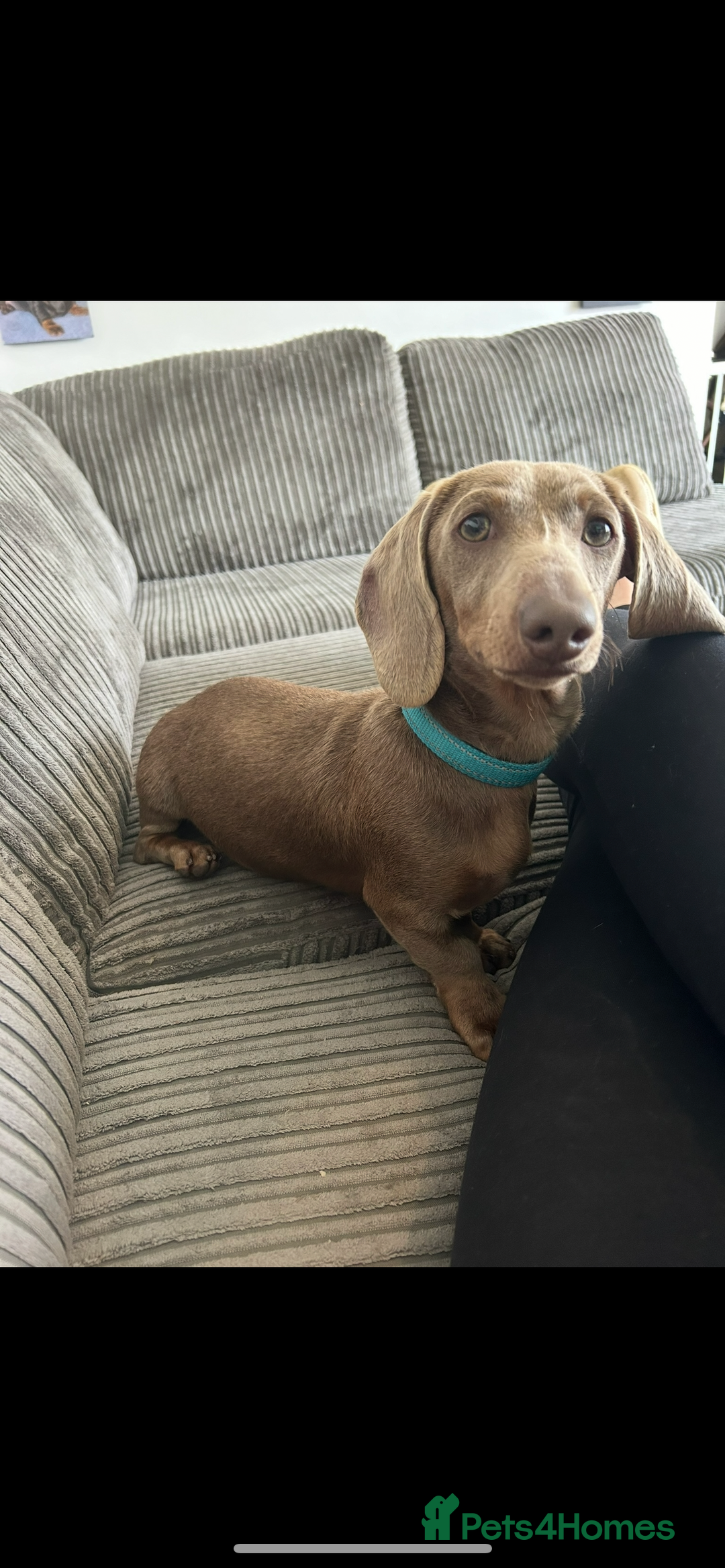 Miniature Dachshund dogs for stud: Mini dachshund STUD - Advert 1