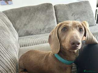 Miniature Dachshund dogs Mini dachshund STUD - Advert 2