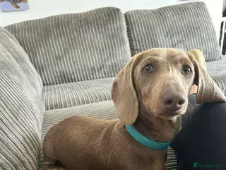 Miniature Dachshund dogs Mini dachshund STUD - Advert 2