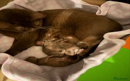 British Shorthair cats for sale: Chocolate British Shorthair Kittens - Image 7