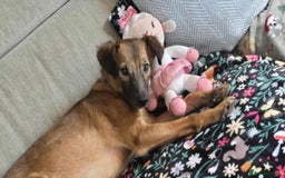 Mixed Breed dogs for adoption: Gorgeous little Lila - Image 1
