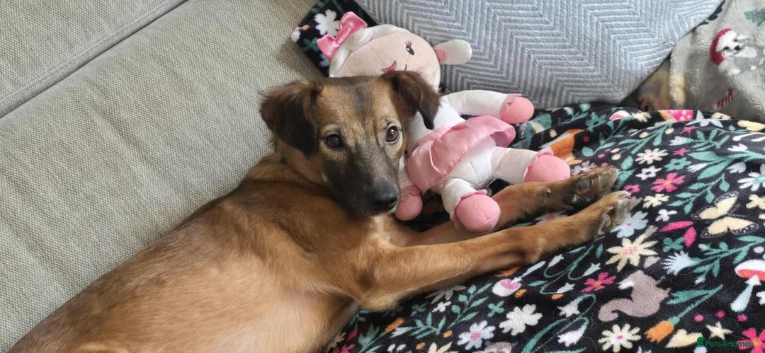 Mixed Breed dogs for adoption: Gorgeous little Lila - Image 1