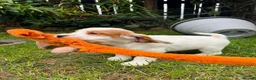 Cocker Spaniel dogs for sale: Beautiful Cocker spaniel puppies  - Advert 12