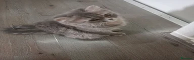 Ragdoll 3