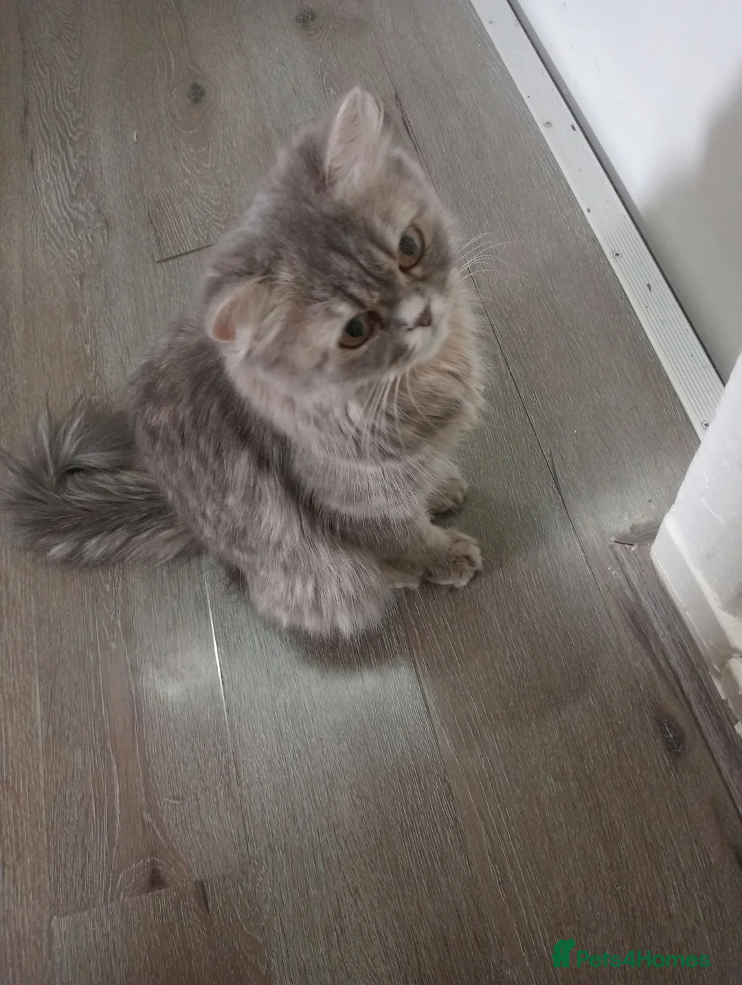 Ragdoll cats for sale: Kittens ready to go - Advert 2