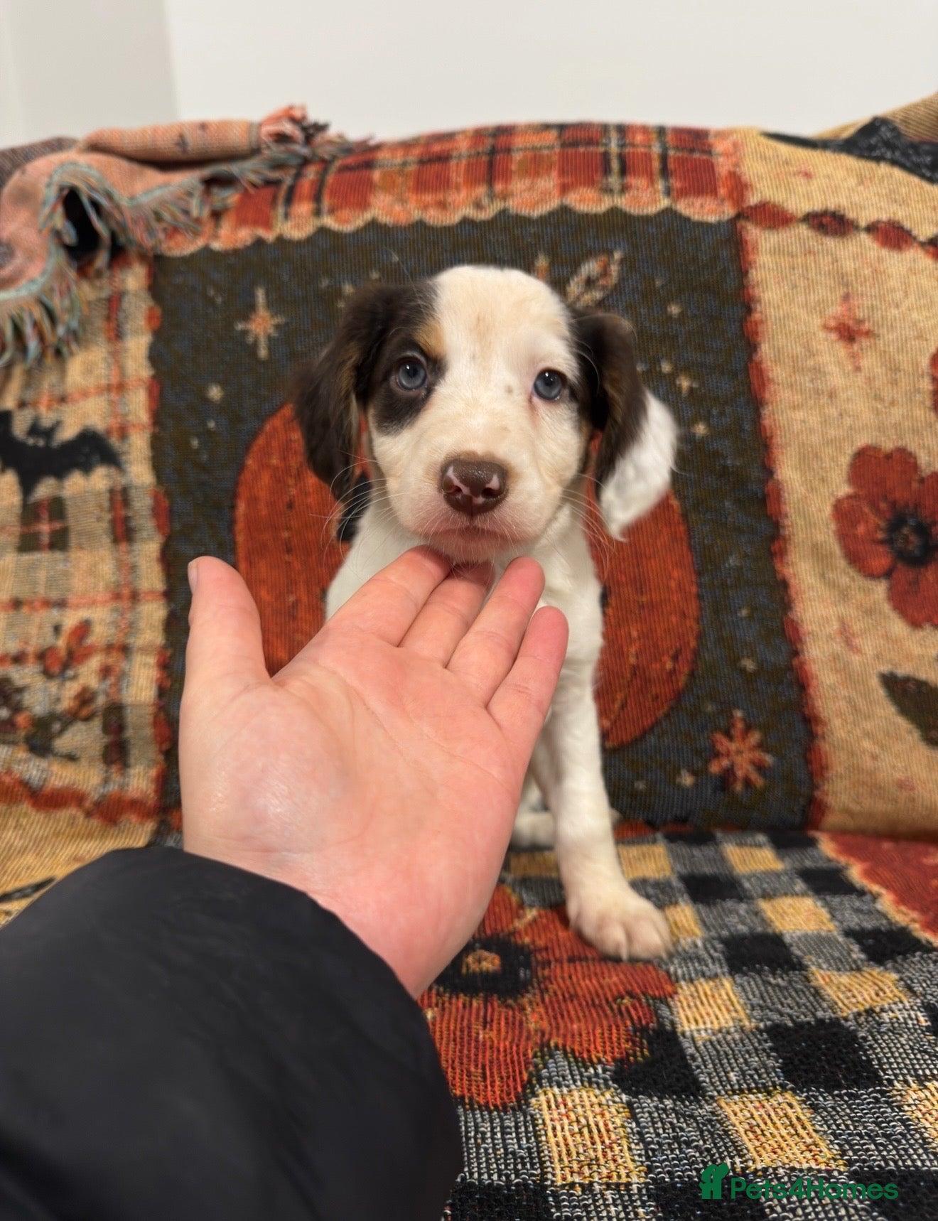 Mixed Breed dogs for sale: Cocker cross Collie puppies - Advert 8
