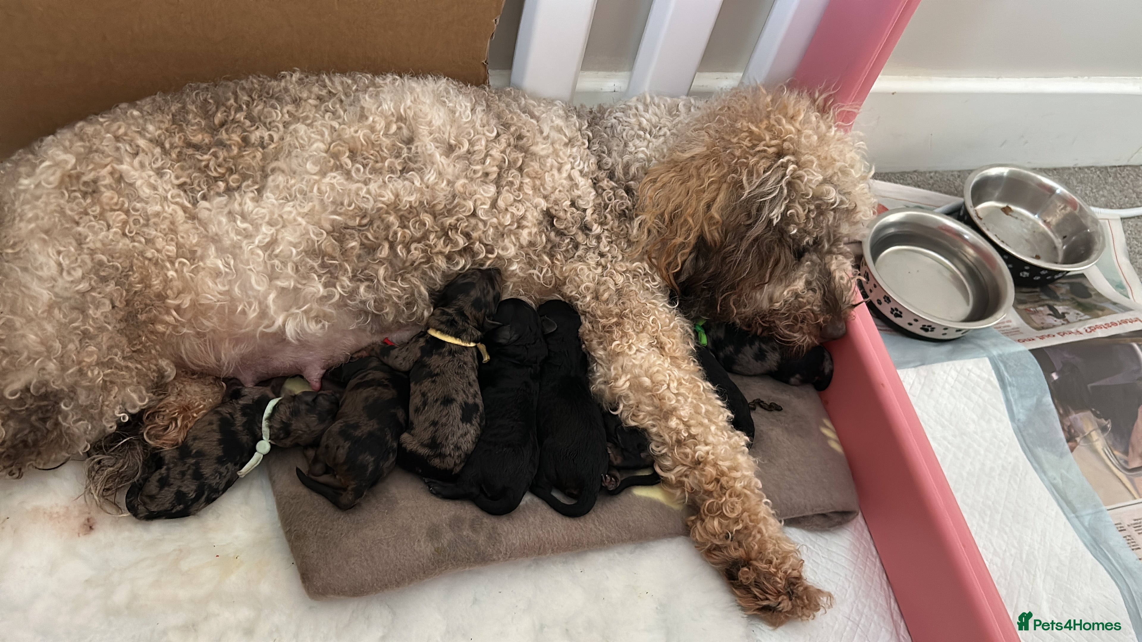 Miniature Poodle dogs Beautiful Merle Miniature Poodles - Advert 13