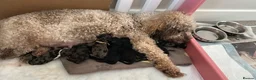 Miniature Poodle dogs for sale: Beautiful Merle Miniature Poodles - Advert 5