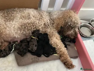 Miniature Poodle dogs Beautiful Merle Miniature Poodles - Advert 13