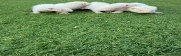 Ferret rodents for sale: 2 Hobs 2 Gills all albino in Rochester - Advert 4