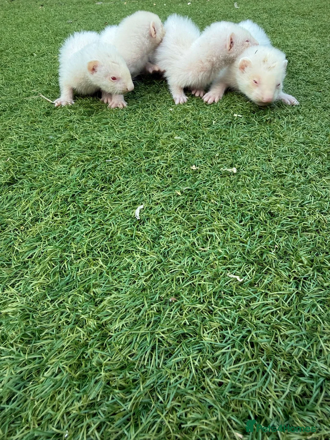 Ferret rodents for sale: 2 Hobs 2 Gills all albino in Rochester - Advert 4
