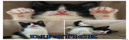 Mixed Breed cats for sale: Beautiful kittens, ready to leave on Friday. - Advert 5