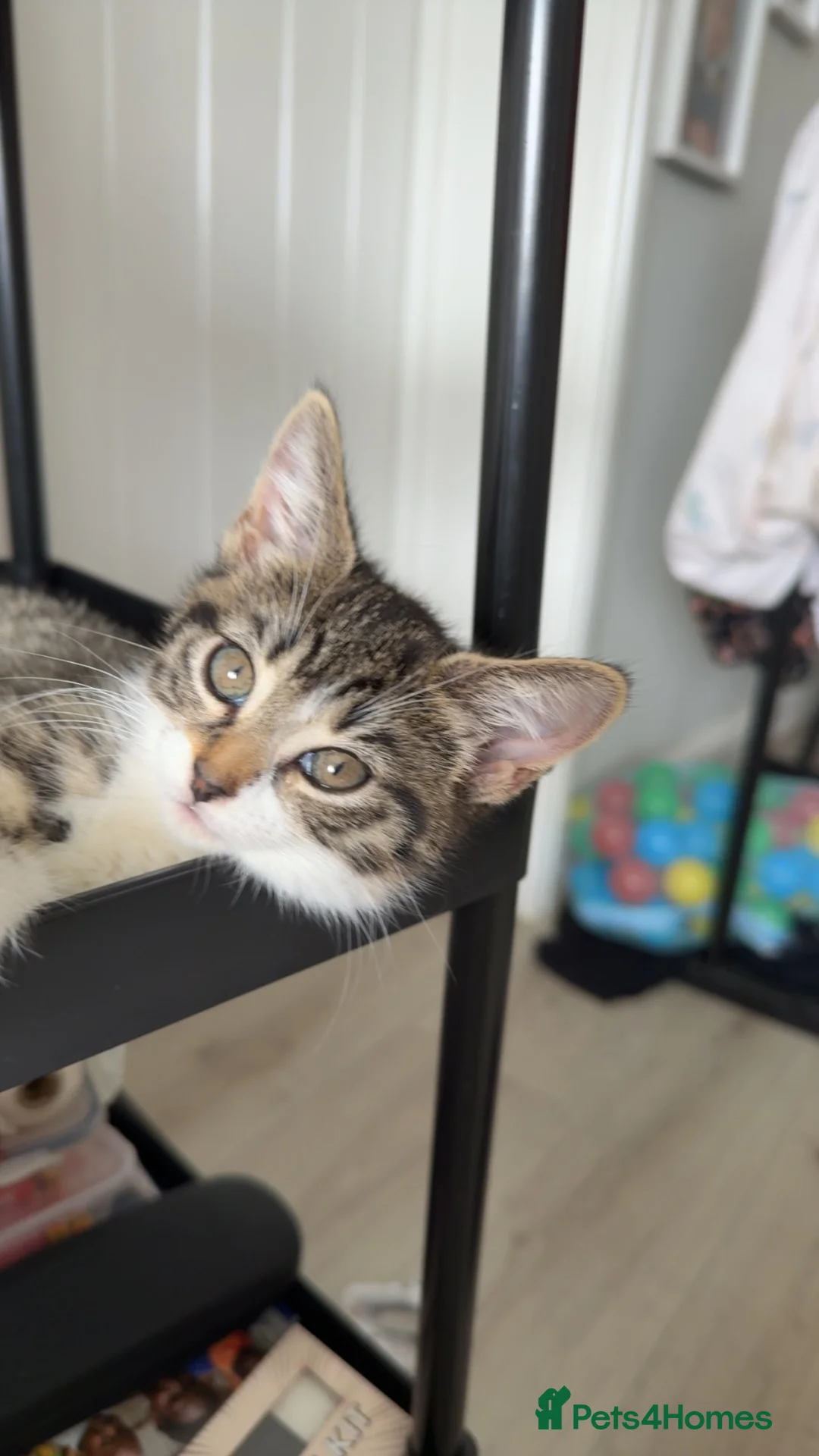 Domestic Shorthair cats for sale: Female Domestic Shorthair cat - Advert 2