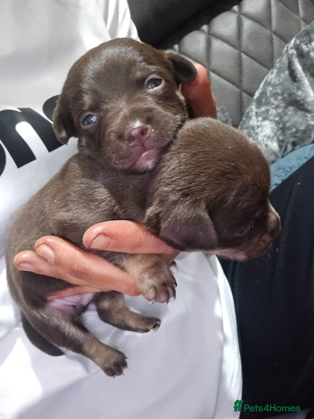 Mixed Breed dogs for sale: jack russell x chihuahua pups - Advert 9