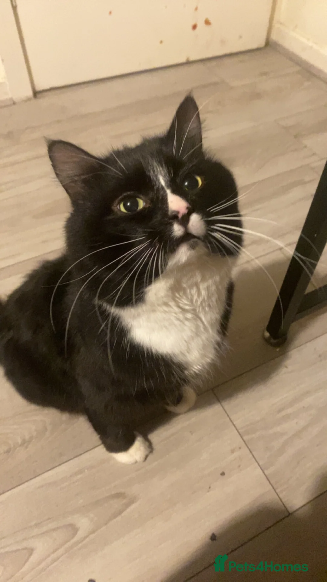 Mixed Breed cats for sale: Cat for sale asap in Dundee - Advert 8