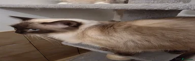 Ragdoll 1