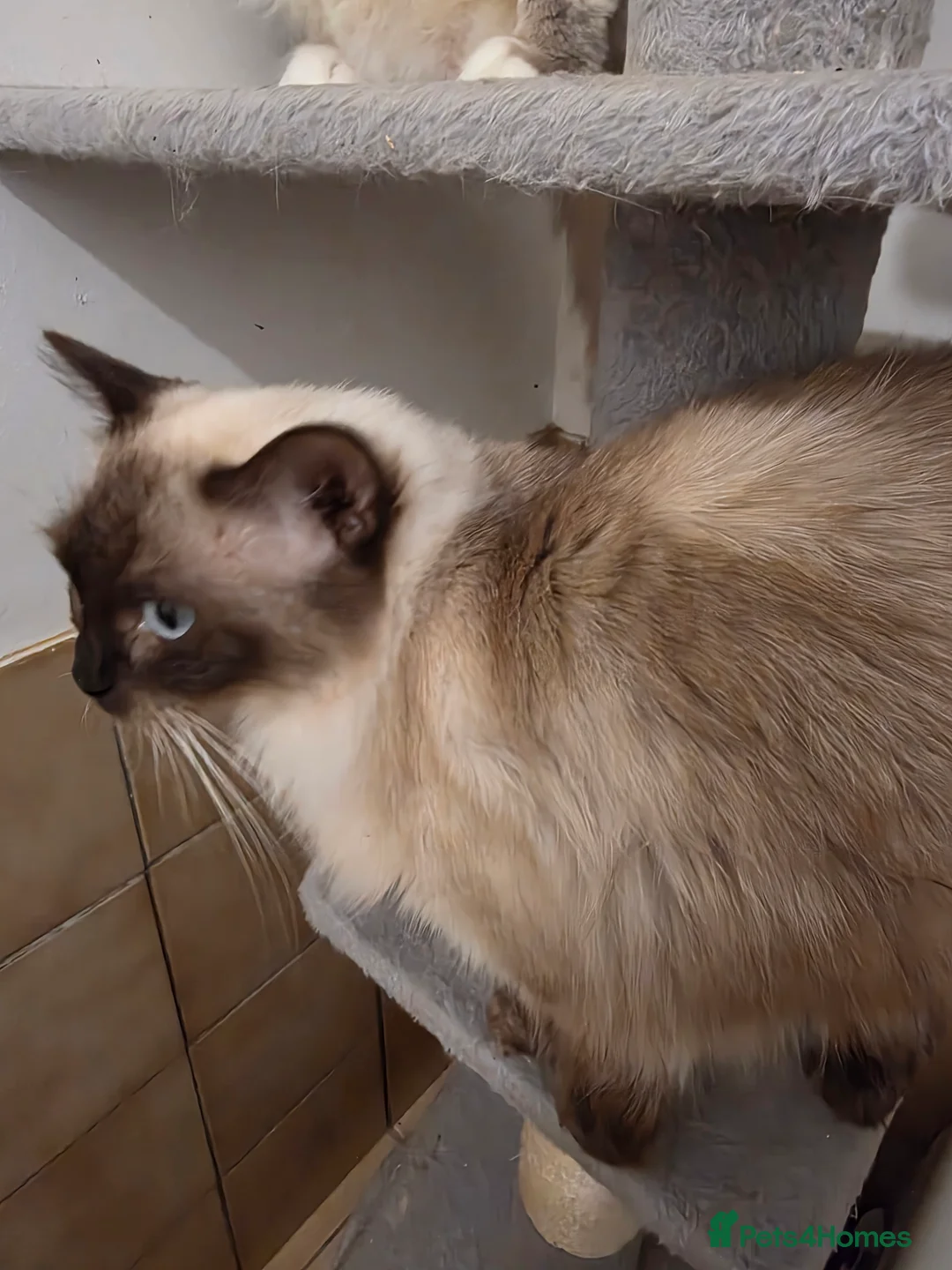 Ragdoll cats for sale: Ragdoll queens - Advert 1