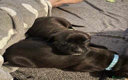 Mixed Breed dogs for sale: Boxsla (Boxer/Vizsla)  - Image 29
