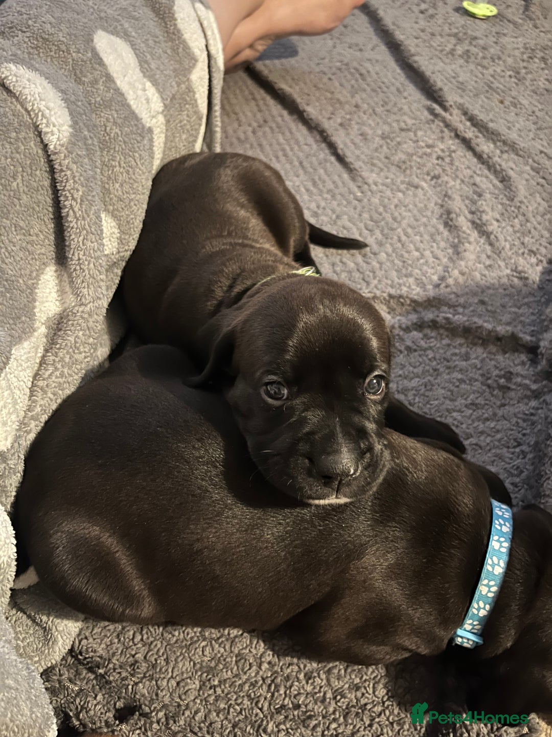 Mixed Breed dogs for sale: Boxsla (Boxer/Vizsla)  - Image 29