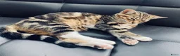 Mixed Breed cats for sale: Kittens  - Advert 3