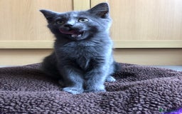 British Shorthair cats for sale: Two Beautiful British Shorthair Boys - Image 17