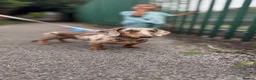 Dachshund dogs for sale: 8 month old Dachshund  in Liverpool - Advert 3