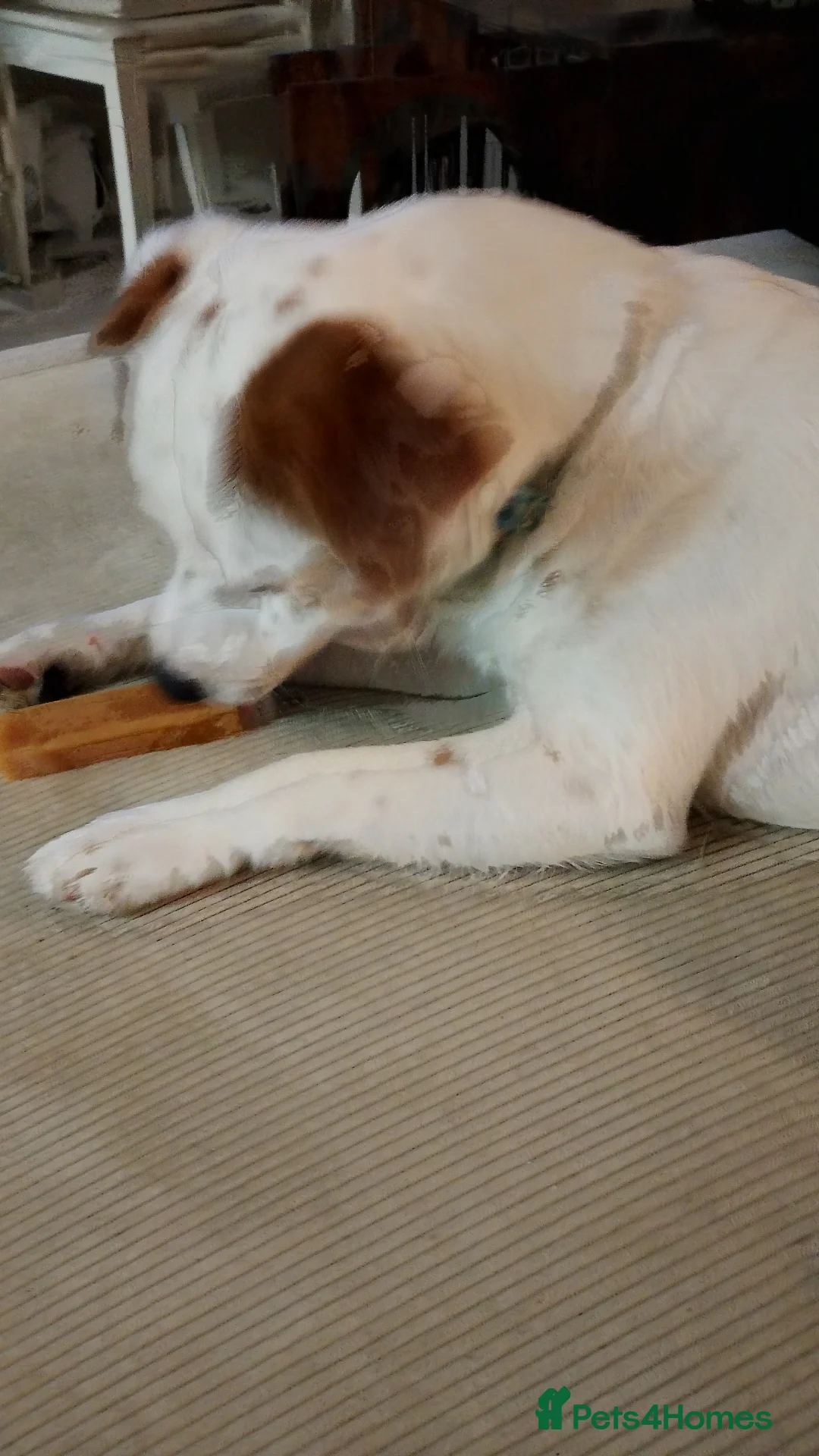 Jack Russell dogs for sale: Jack Russell terrier  - Advert 1