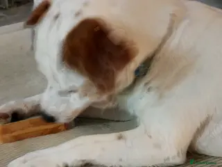 Jack Russell dogs Jack Russell terrier - Advert 1