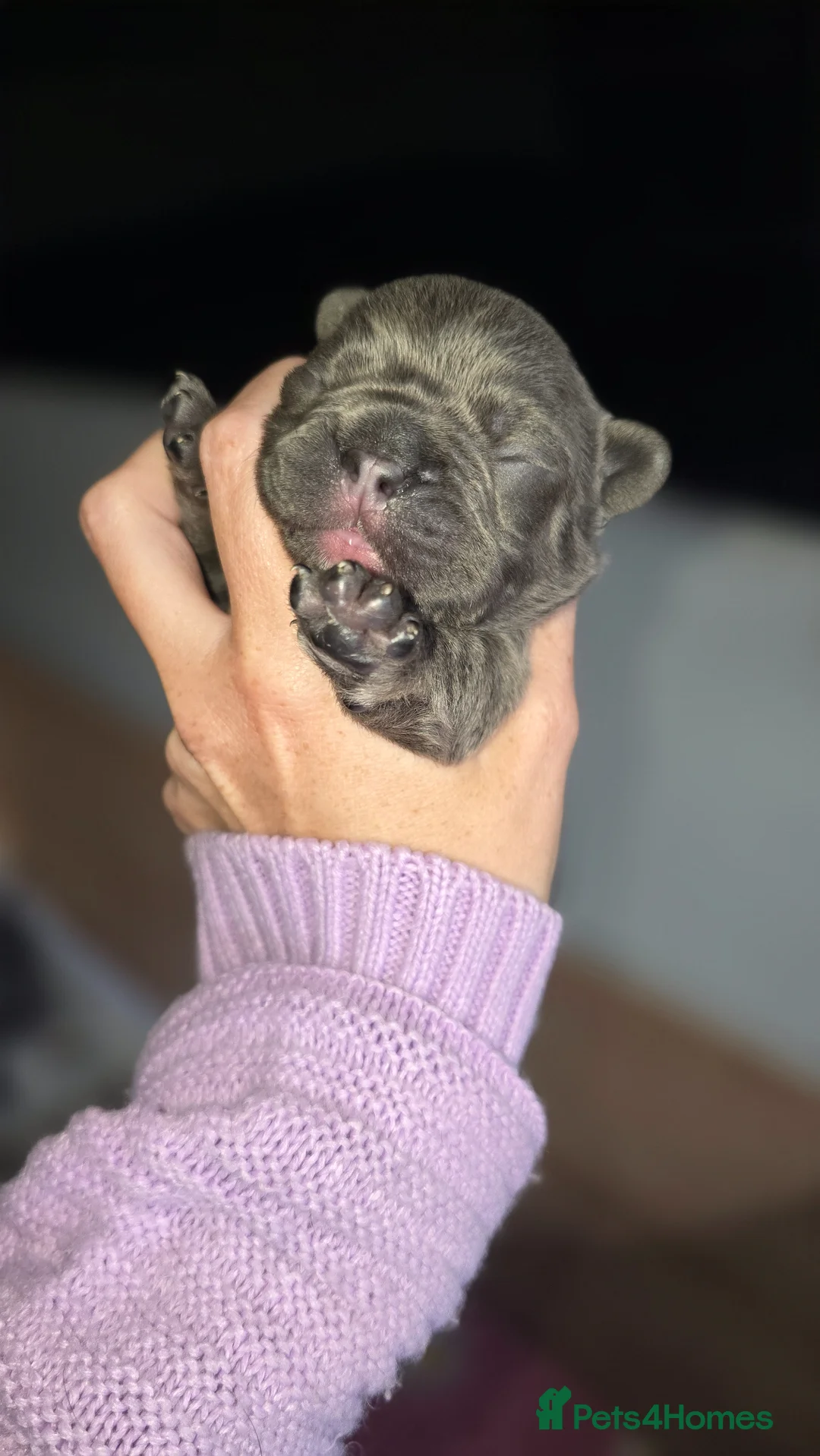 French Bulldog dogs for sale: 💙 stunning frenchie pups 💙  - Advert 2