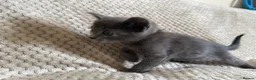 Mixed Breed cats for sale: Kittens - Advert 13
