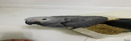 Parrots birds for sale: Super tame- cuddly African grey babies - Advert 2
