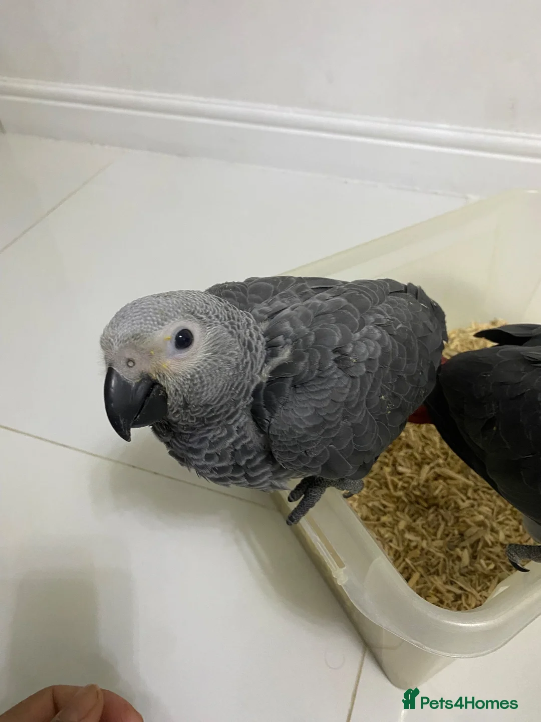 Parrots birds for sale: Super tame- cuddly African grey babies - Advert 2